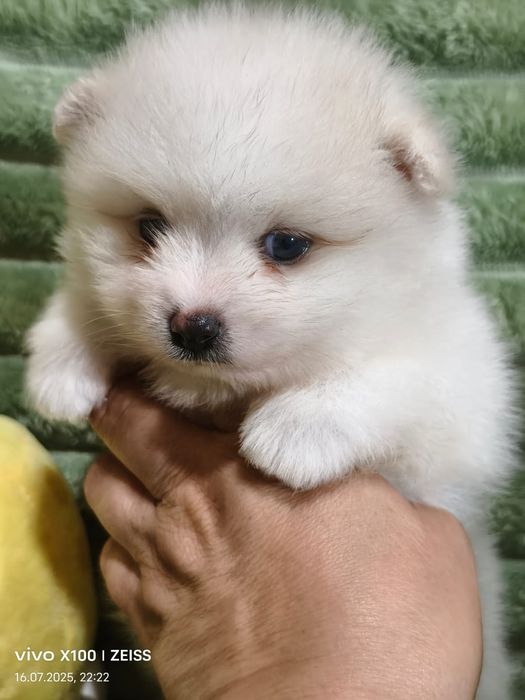 Очаровательные щенки шпица.