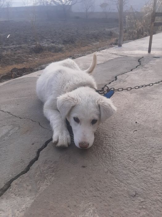 Alabay 2 oylik dan kattaroq