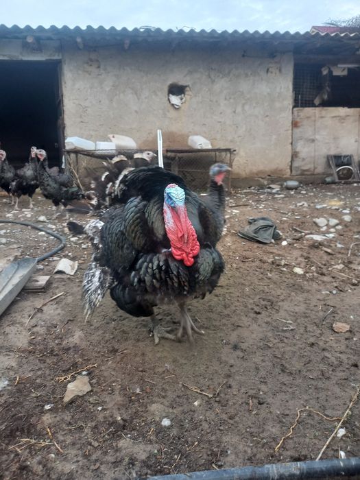 Индюк россия бронза 708