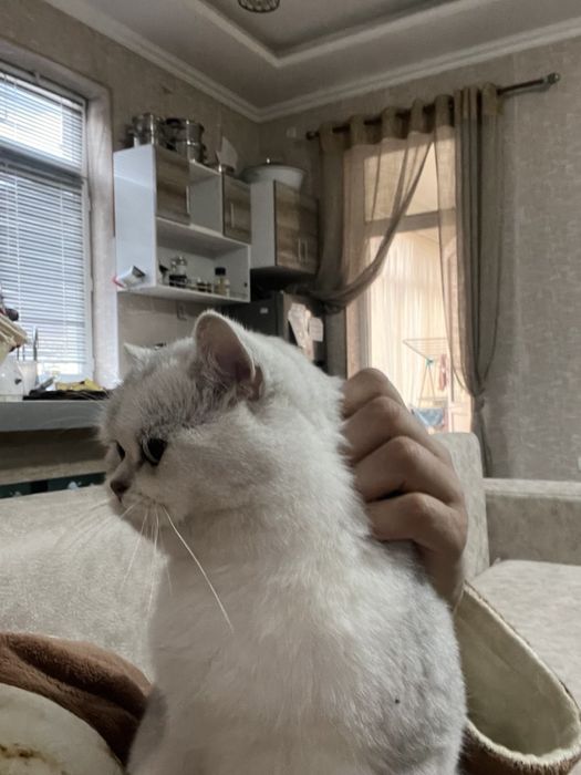 Вязка! Тоза britian shenshilla NS11