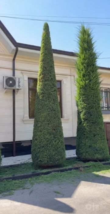 Archa kesish dorilash va dizayn berish