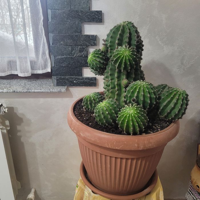 Cactus în ghiveci mare planta apartament