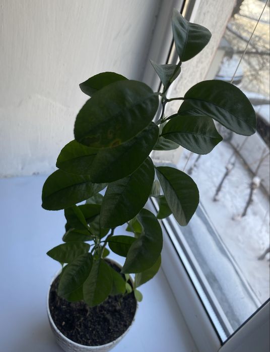 Срочно продам комнатные растения