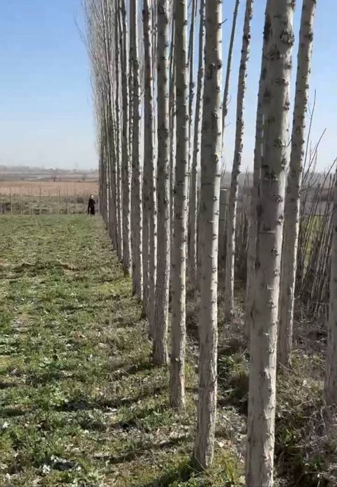 Чинозда участок сотилади