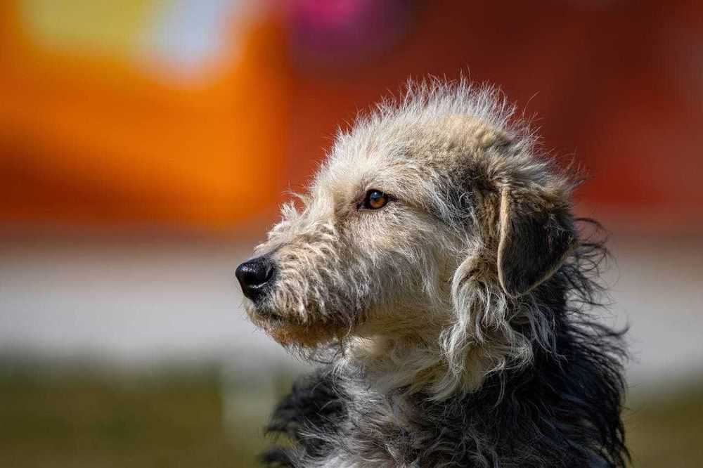 Собака (3 года) в добрые руки