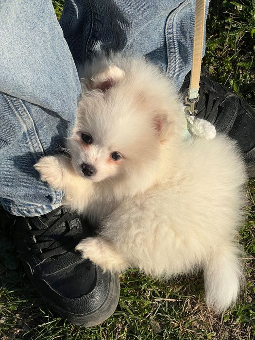 Cățeluș pomeranian