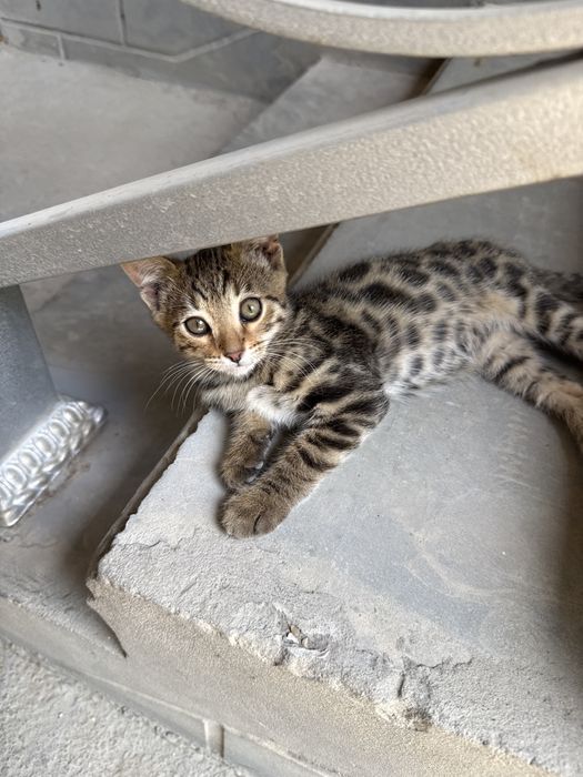 Бенгалский котята