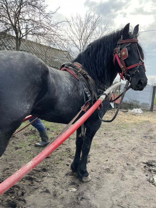 Cal frizian  armasar de 5 ani