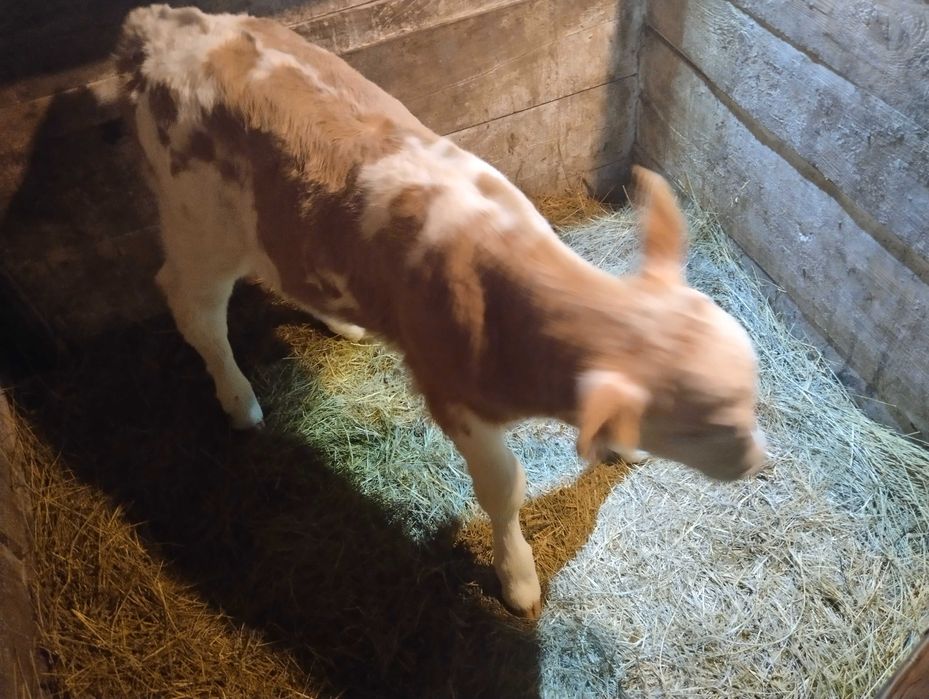 Продам теленка 10 дней