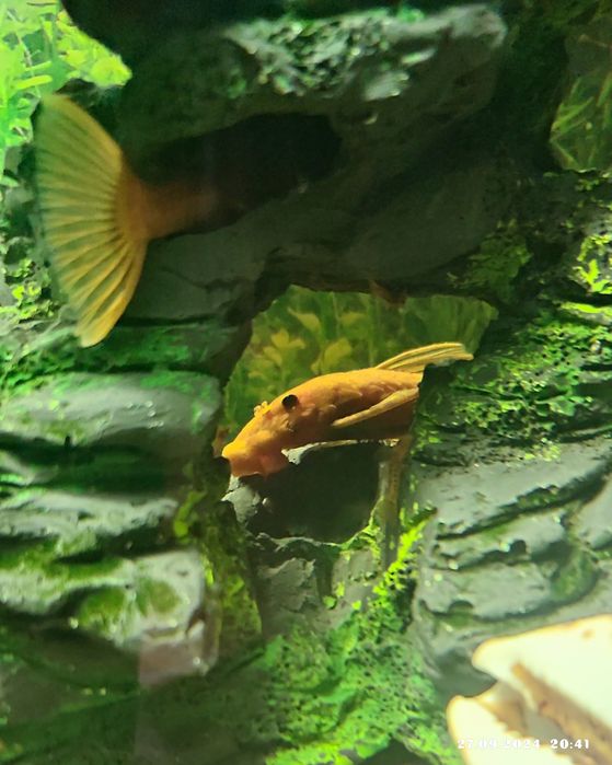 Продам сомиков Анциструса Super red.