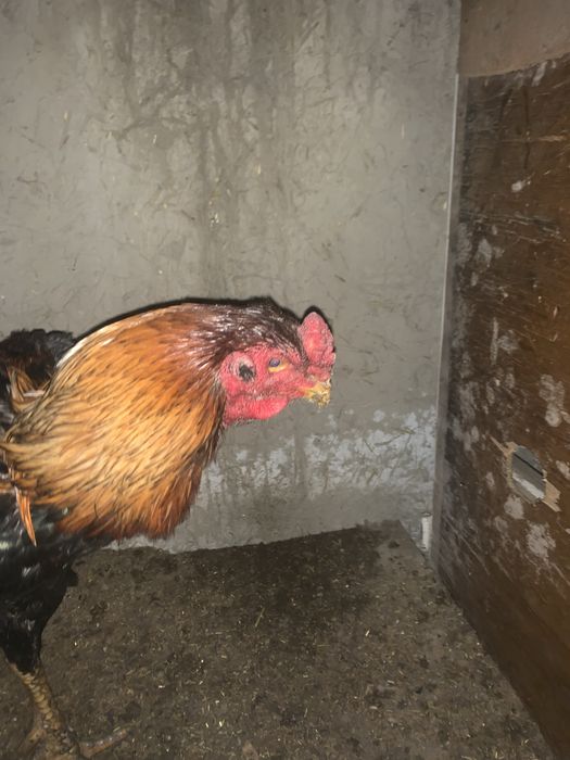 2 tulak pircha sotiladi zotga