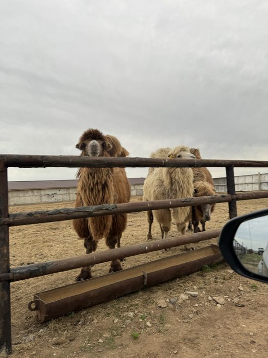 Продам Верблюдов
