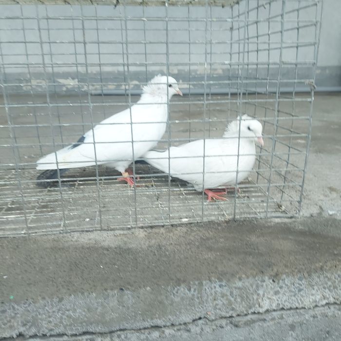 Чернахвость чубати бровястые обрезные