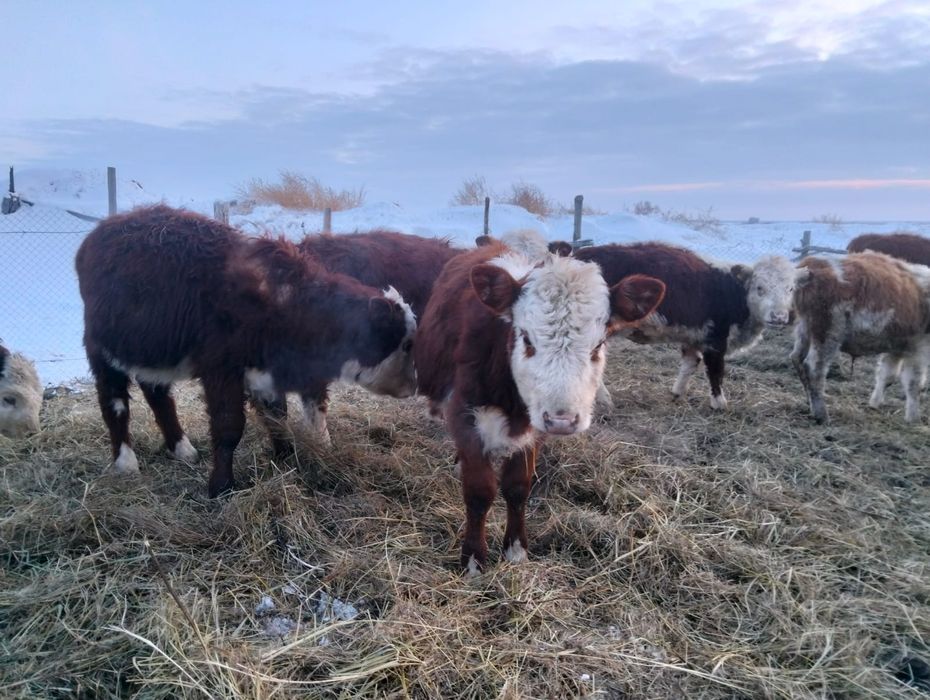 Телята породы Герефорд