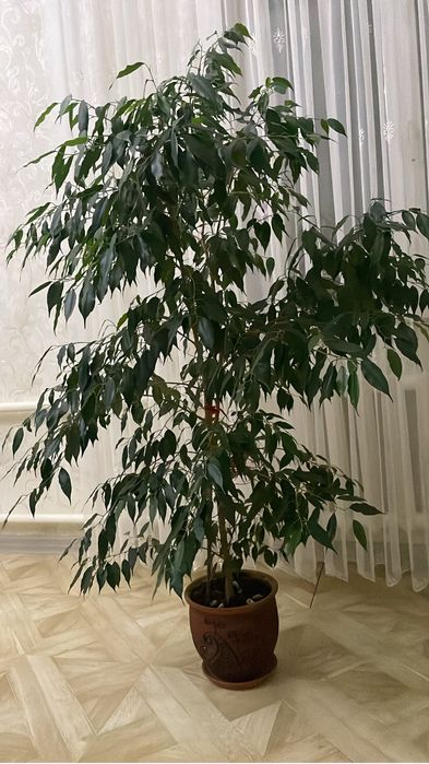 Дерево Бинджамино