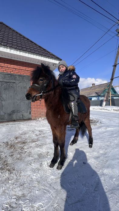 Продам пони Уэльский