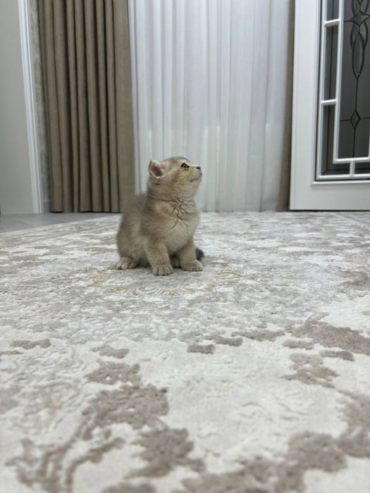 Пародистая кошка