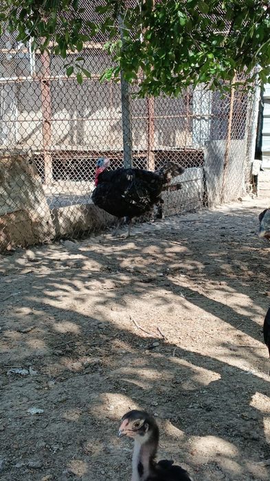 Ундык сатылады Индюк