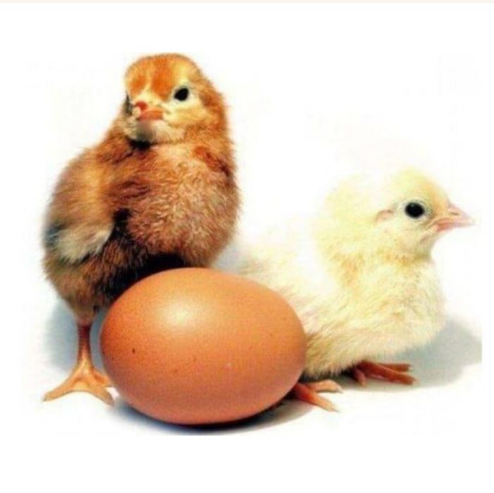 Цыплята Ломан браун