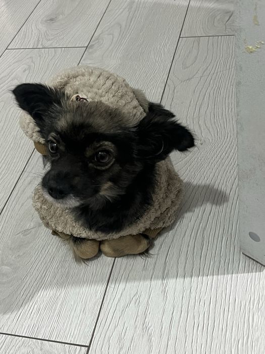 Отдам в добрые руки