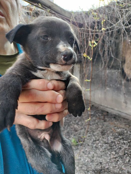 Щенки в добрые руки