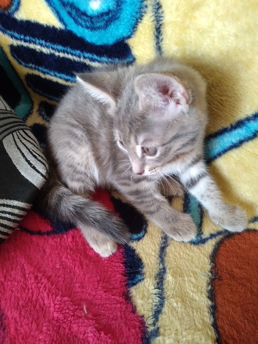 Котята необыкновенные. В добрые руки