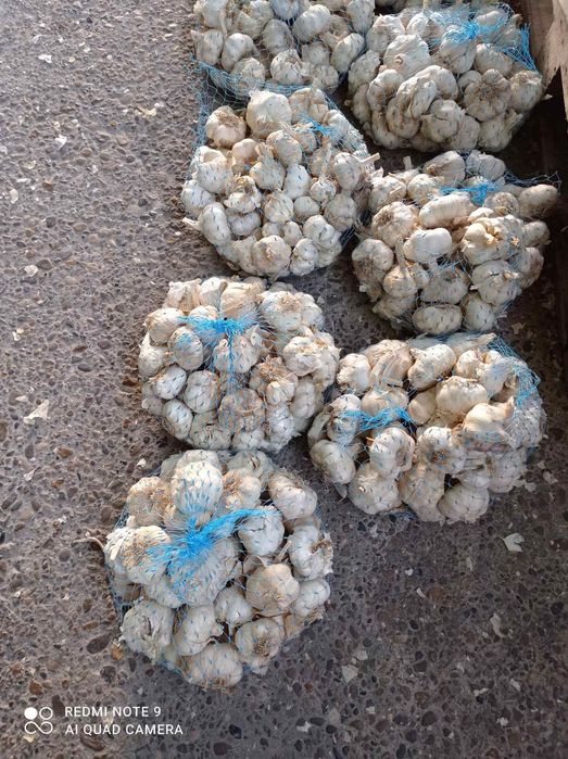 Чесън за консумация зимно и пролетно засаждане