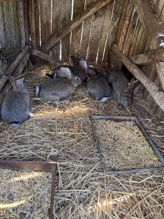 Vand iepurasi urias german 2 luni