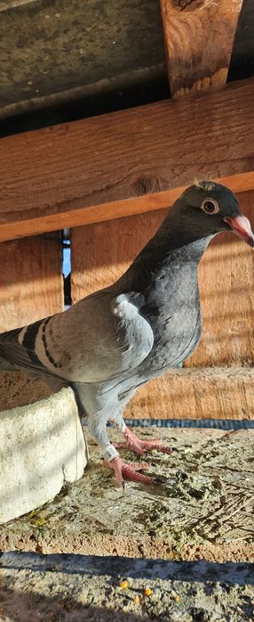 Porumbei voiajori lot 18 buc