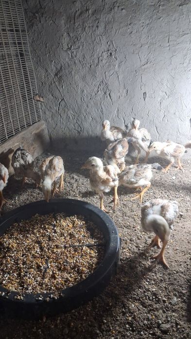 Dakan joʻjala sotiladi