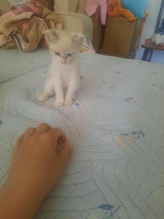 2 айлык мысык котенок