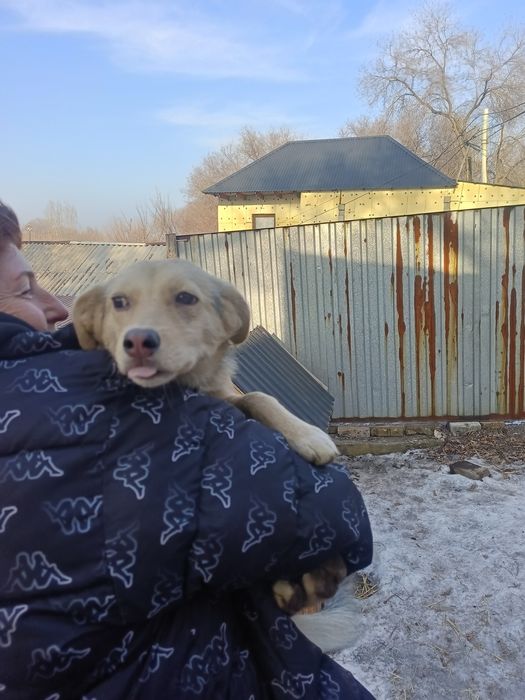 Отдам в заботливые руки