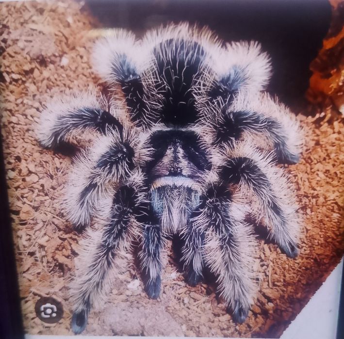 Продам птицееда среднего размера