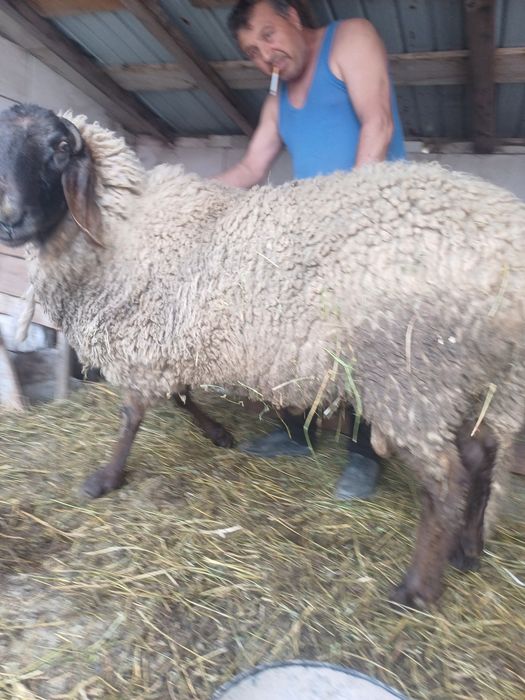 Vand berbec!! Urgent!!