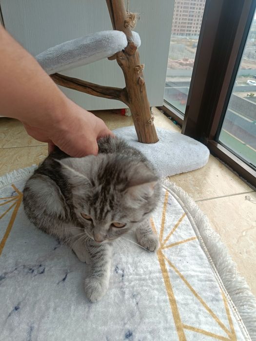 кошка в добрые руки