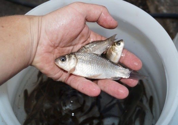 Для рыбалки живцы