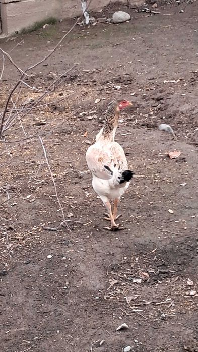 Dakan Makyon 1 tulak