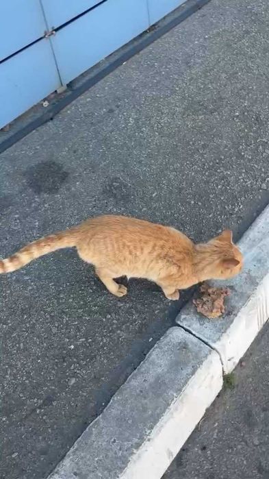 Чей рыжий кот? Чья потеряшка?