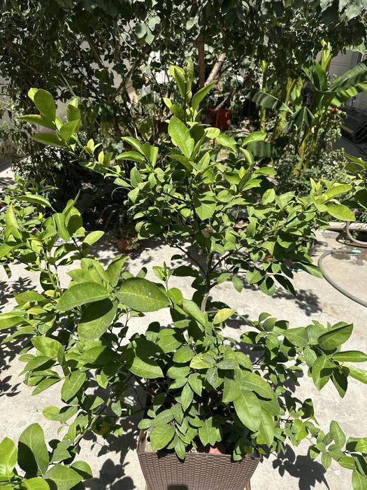 limon koʻchatilari ,