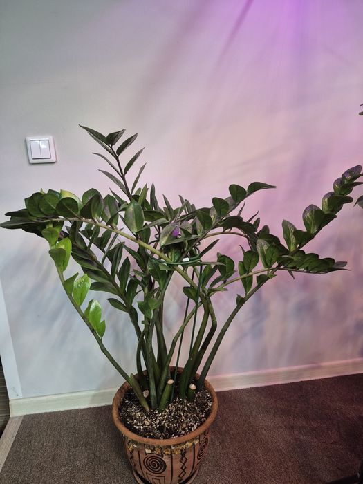 Продам цветы комнатные