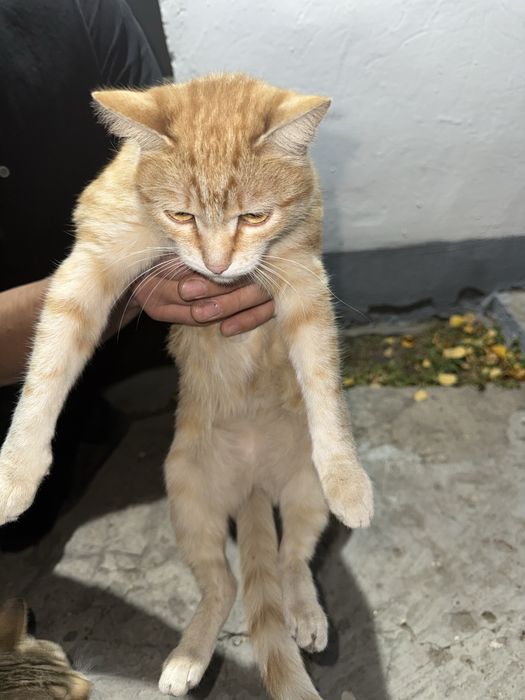 Отдам котика в добрые и любящие руки