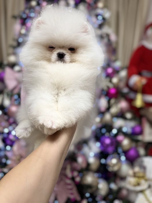 Pomeranian Fci pedigree