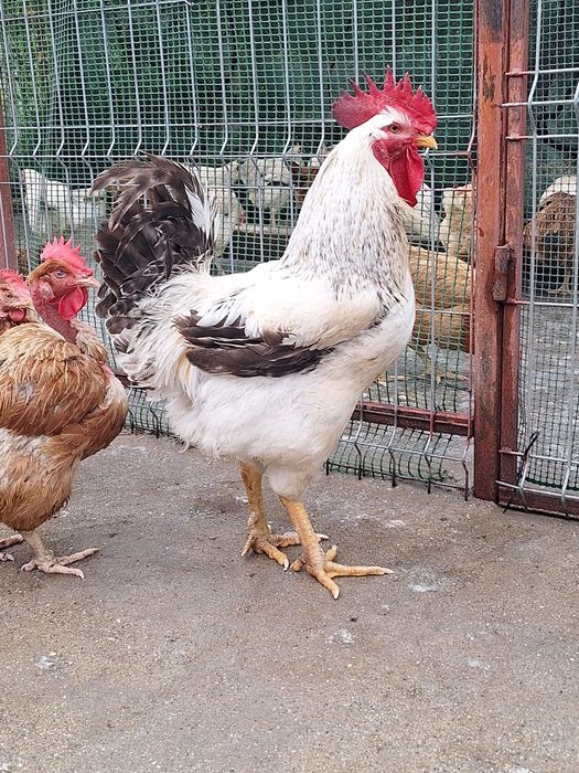 Vând puicuțe și cocoșei Monaco