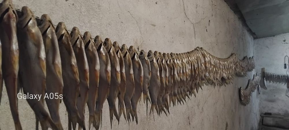 Рыбец сушеный...