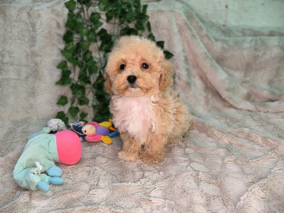 Vand baietel pudel pitic/toy