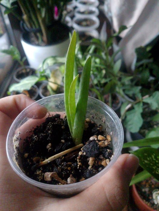 Продам лечебное алоэ