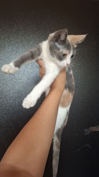 Котята ищят хозяев