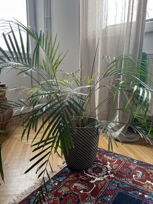 Planta si ghiveci ikea