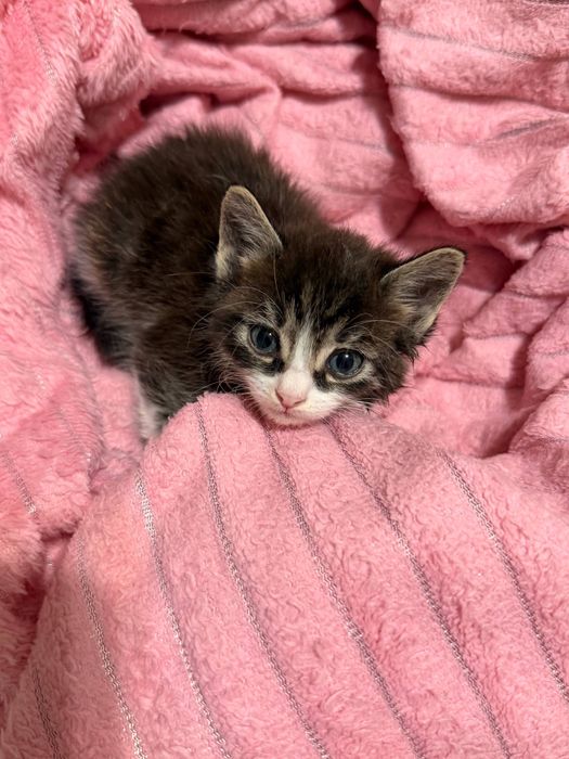 Котенок метис с шотландцем