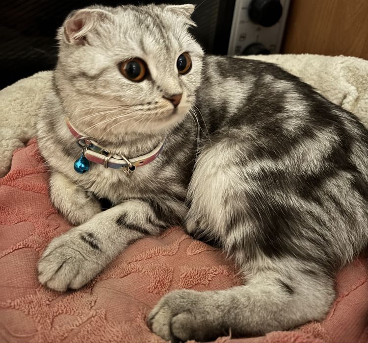 Шотланский вислоухий
